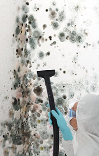 Mold removal- arpet Cleaning Thousand Oaks